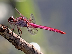 Roseate Skimmer - Orthemis ferruginea